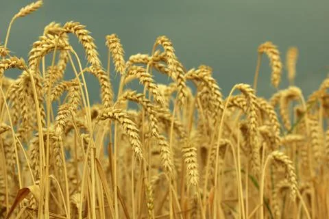 Field of wheat Stock Photos