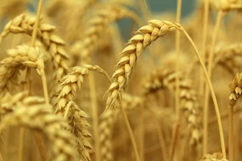 Field of wheat Stock Photos