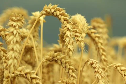 Field of wheat Stock Photos