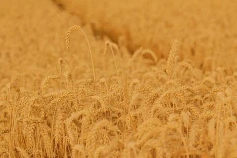 Field of wheat Stock Photos