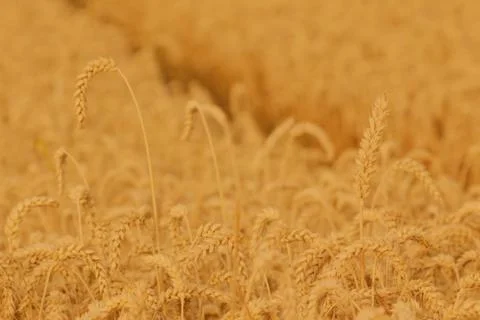 Field of wheat Stock Photos