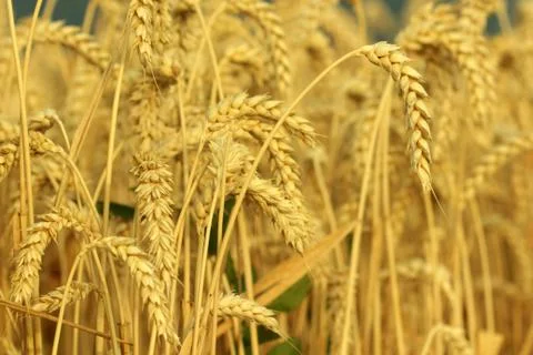 Field of wheat Foto stock