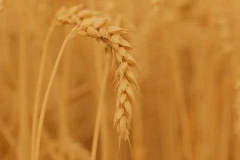 Field of wheat Stock Photos