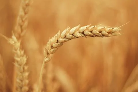 Field of wheat Stock Photos