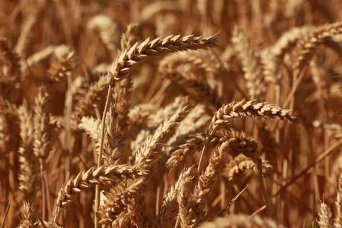 Field of wheat Stock Photos