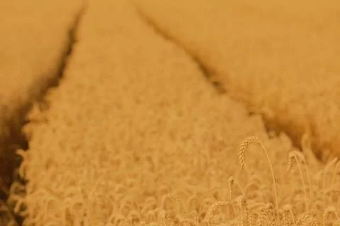 Field of wheat Stock Photos