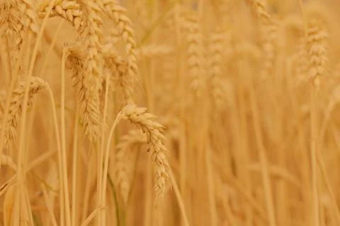 Field of wheat Stock Photos