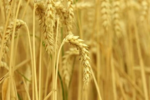 Field of wheat Stock Photos
