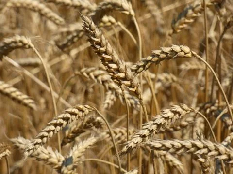 Field of Wheat Stock Photos
