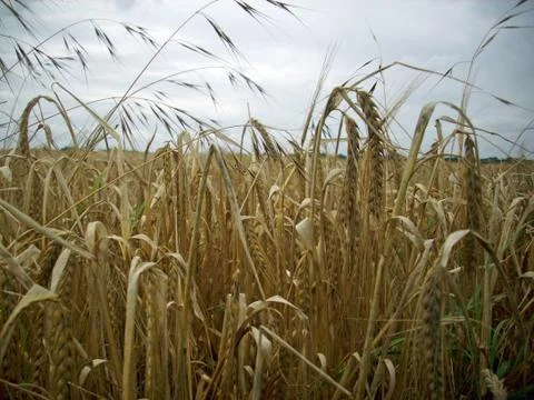 Field of wheat Stock Photos