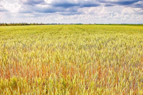 Field of wheat Stock Photos