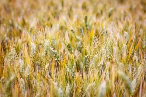 Field of wheat Stock Photos