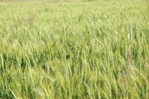 Field of wheat Stock Photos