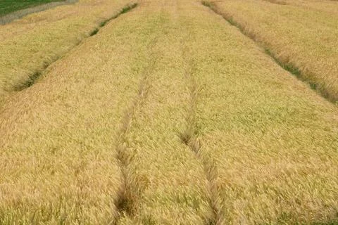 Field of wheat Stock Photos