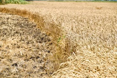 Field of wheat Foto stock