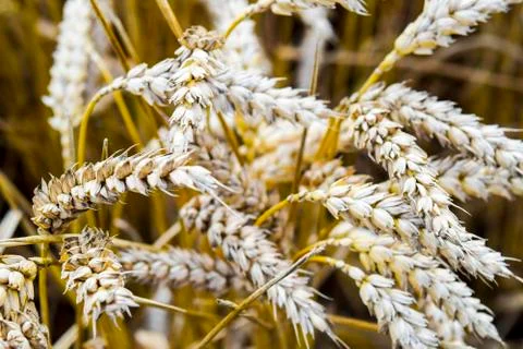 Field of wheat Foto stock