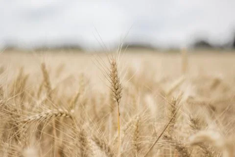 Field of Wheat Stock Photos
