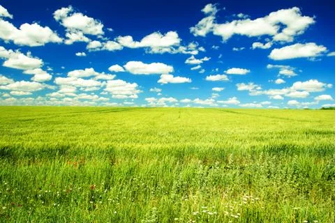Field of wheat Stock Photos