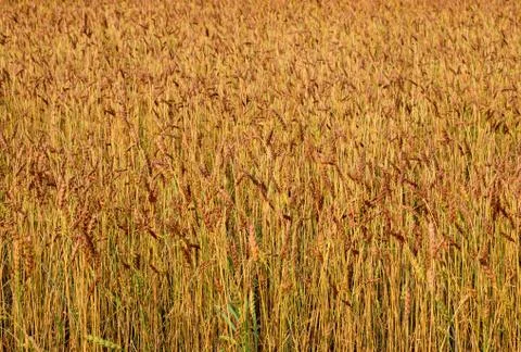 Field of wheat Stock Photos