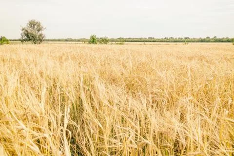Field with wheat Foto stock
