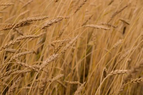 The field of wheat. Stock Photos