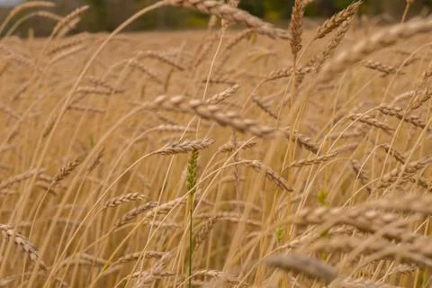 The field of wheat. Stock Photos
