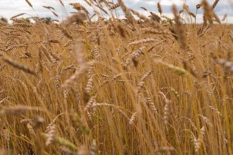 The field of wheat. Stock Photos