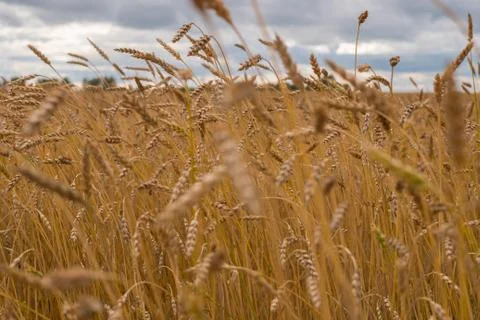 The field of wheat. Stock Photos