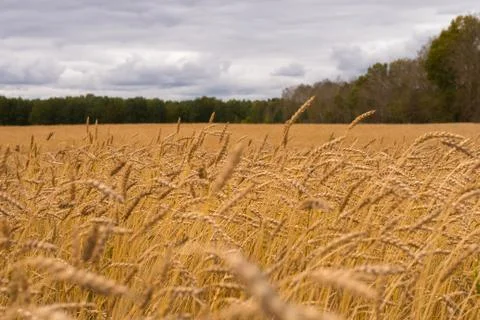 The field of wheat. Stock Photos