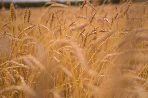 The field of wheat. Stock Photos