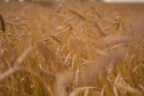 The field of wheat. Stock Photos