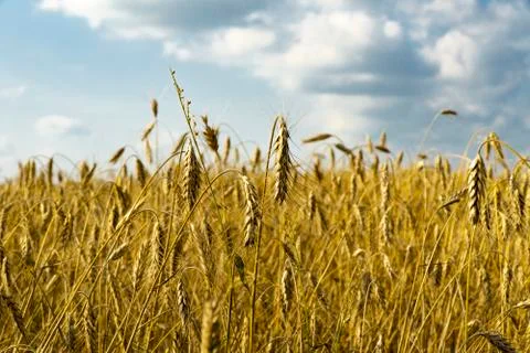 A field of wheat Foto stock