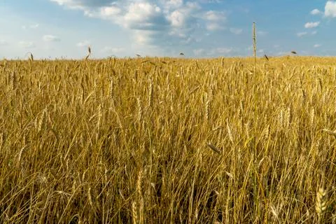 A field of wheat Foto stock