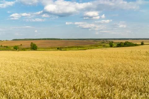 A field of wheat Stock Photos