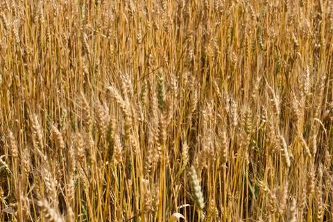 Field of wheat Stock Photos