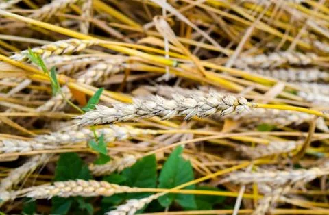 Field of wheat Stock Photos