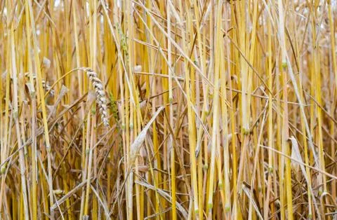 Field of wheat Foto stock