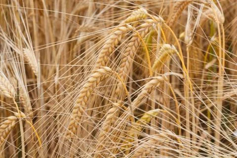 Field of wheat Stock Photos