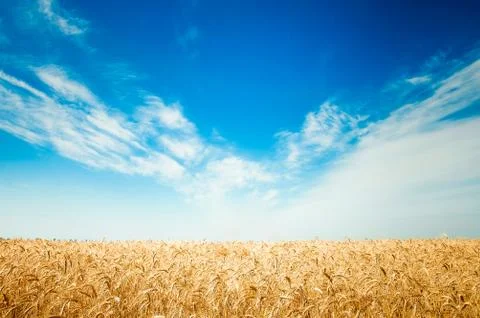 Field of wheat Stock Photos