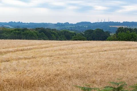 Field of wheat Stock Photos