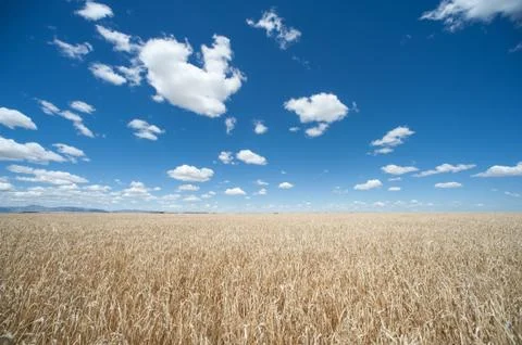 Field of wheat Stock Photos