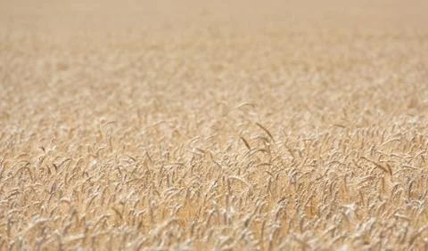 Field of wheat Stock Photos