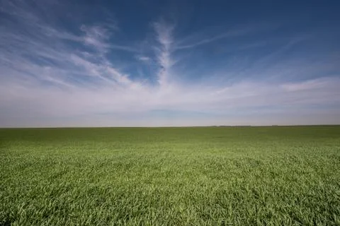 Field of wheat Stock Photos