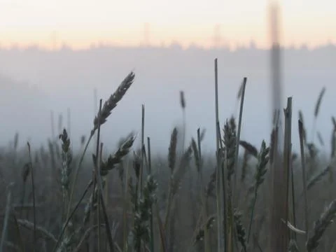 A field of wheat Stock Photos