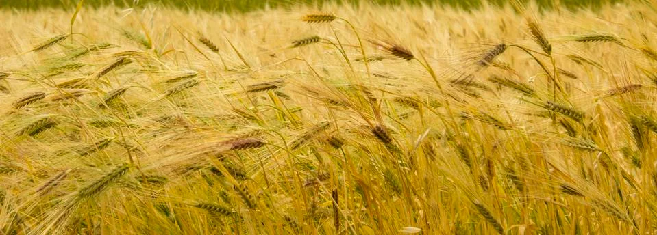 Field of wheat Stock Photos