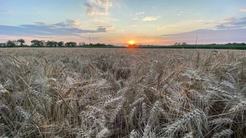 Field of wheat Stock Photos