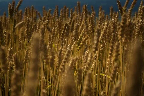 Field of wheat Stock Photos