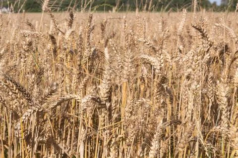 Field of wheat Stock Photos