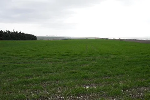 Field of wheat Stock Photos