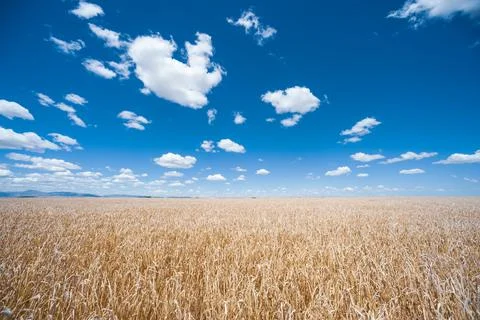 Field of wheat Stock Photos